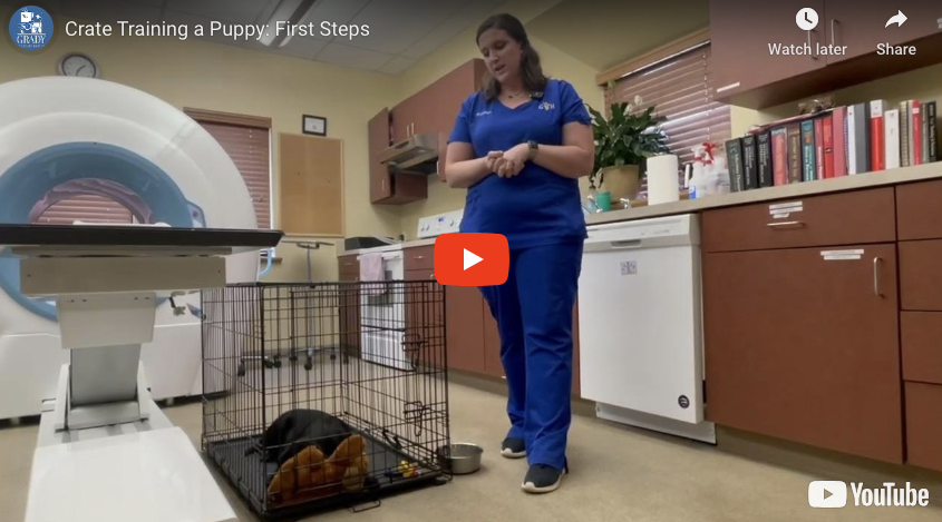 Crate Training a Puppy: First Steps